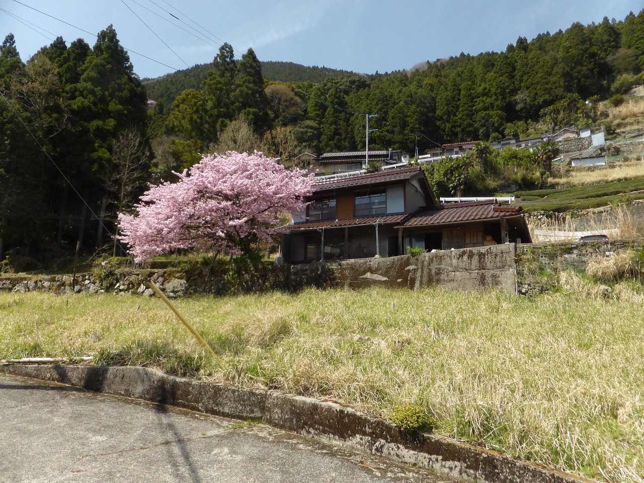山荘の桜